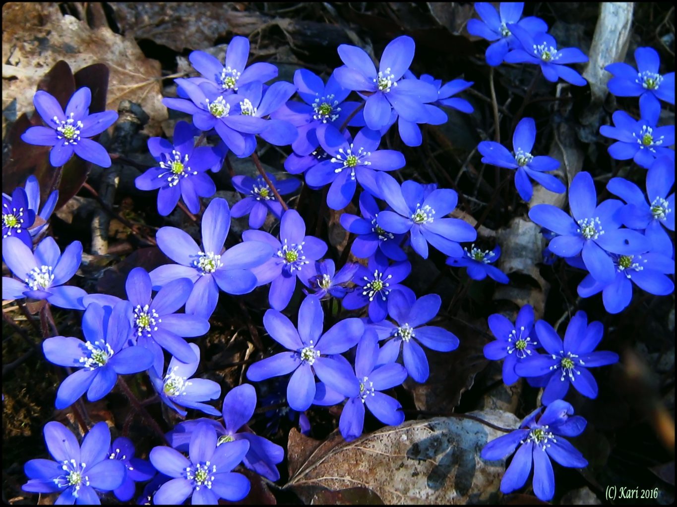 Valokuvaaja: Kari Saarinen