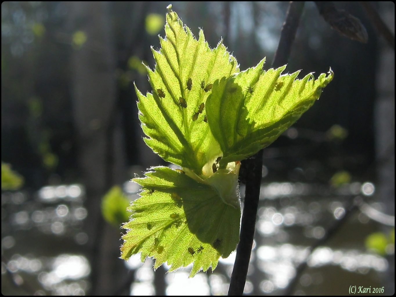 Valokuvaaja: Kari Saarinen