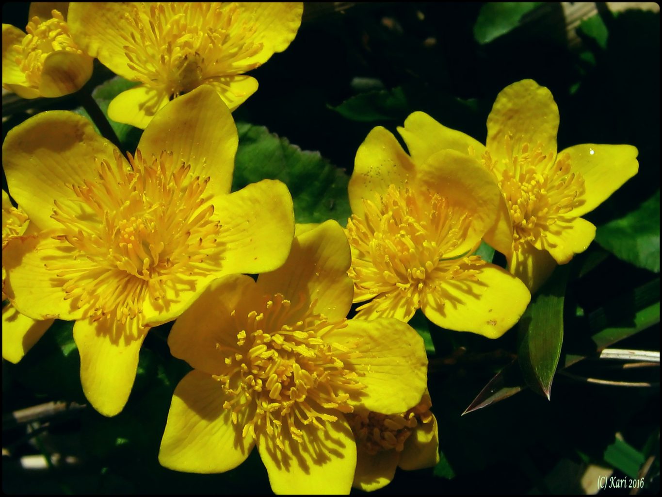 Valokuvaaja: Kari Saarinen