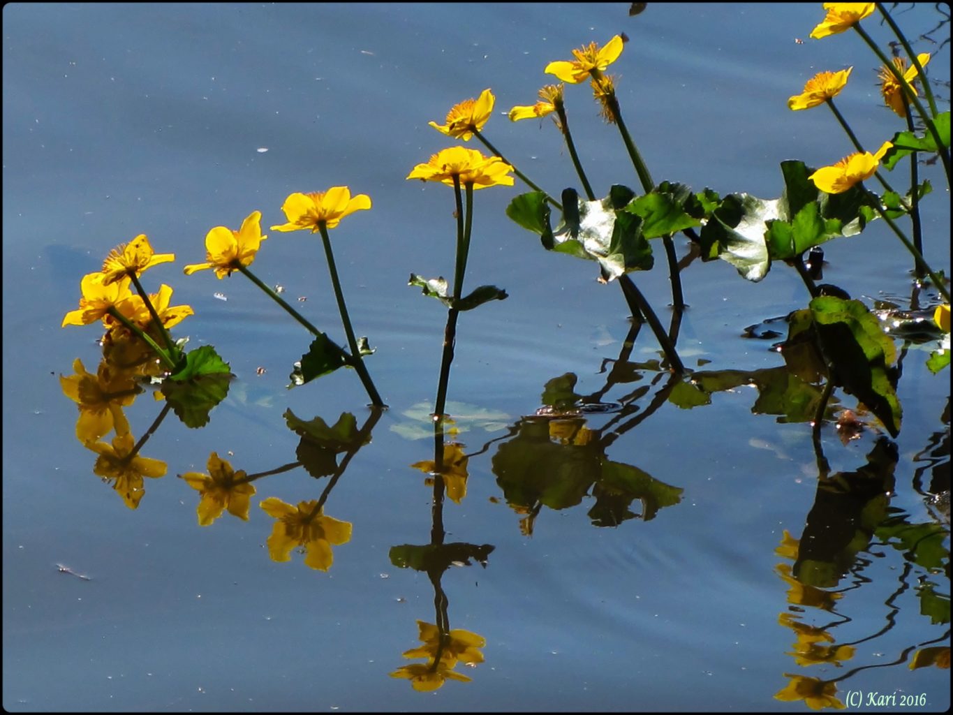 Valokuvaaja: Kari Saarinen