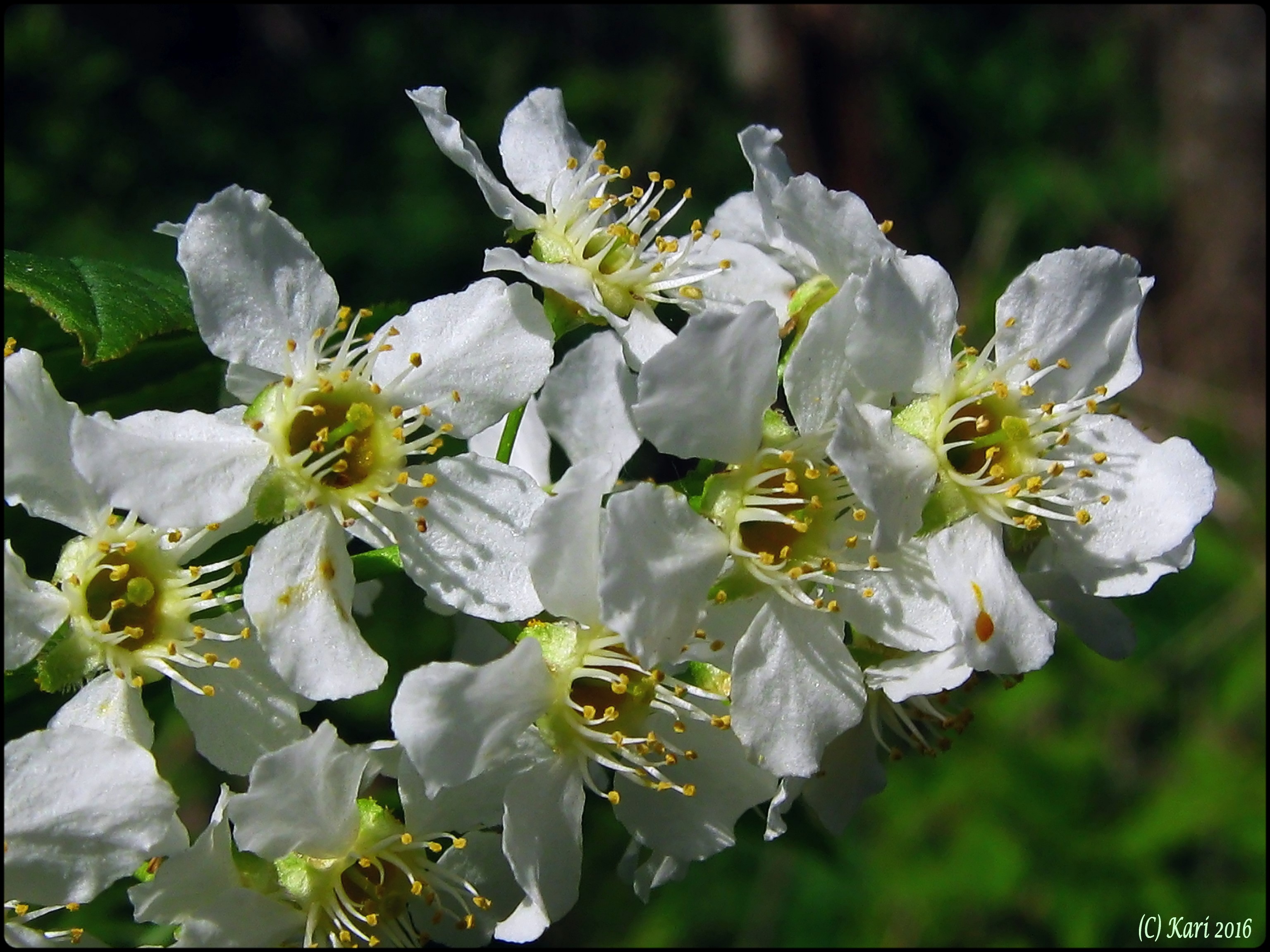 Valokuvaaja: Kari Saarinen Valokuvaaja: Kari Saarinen