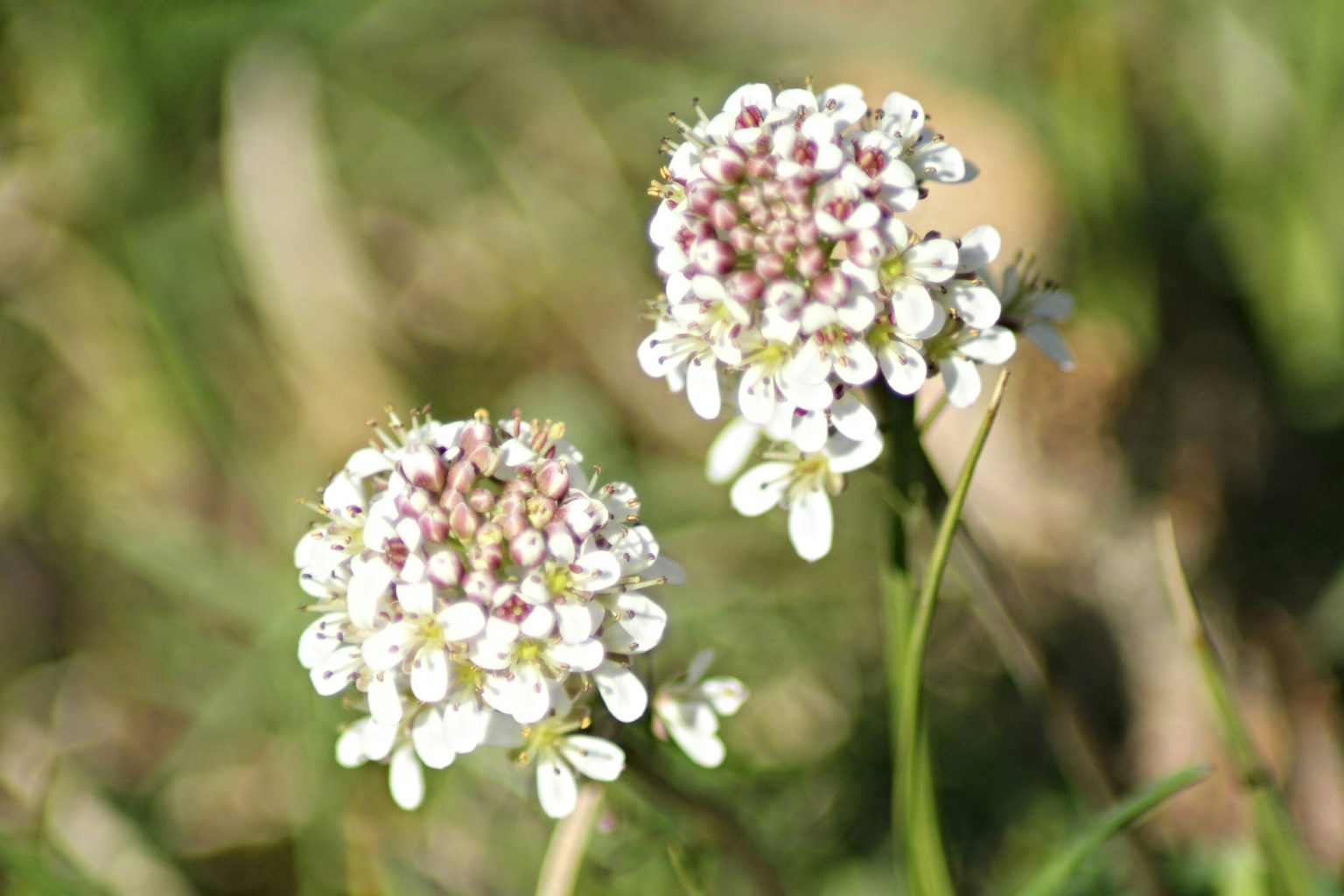 Valokuvaaja: Miia Pesu
