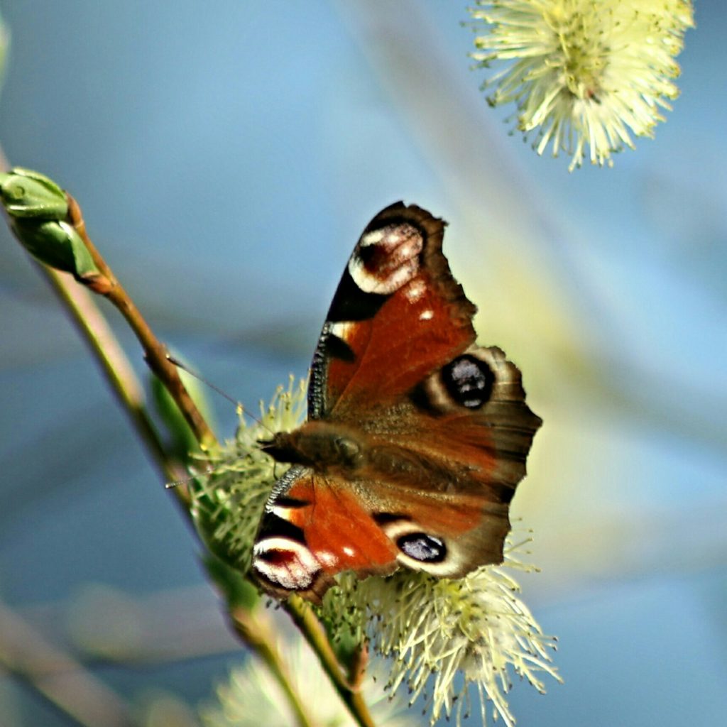 Valokuvaaja: Miia Pesu