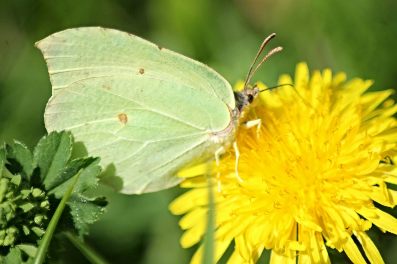 Valokuvaaja: Miia Pesu