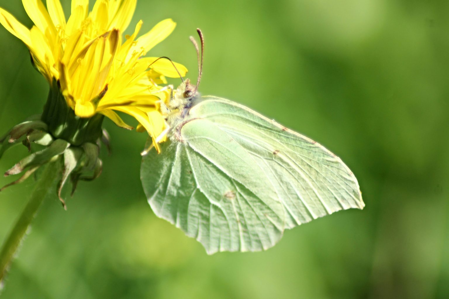 Valokuvaaja: Miia Pesu