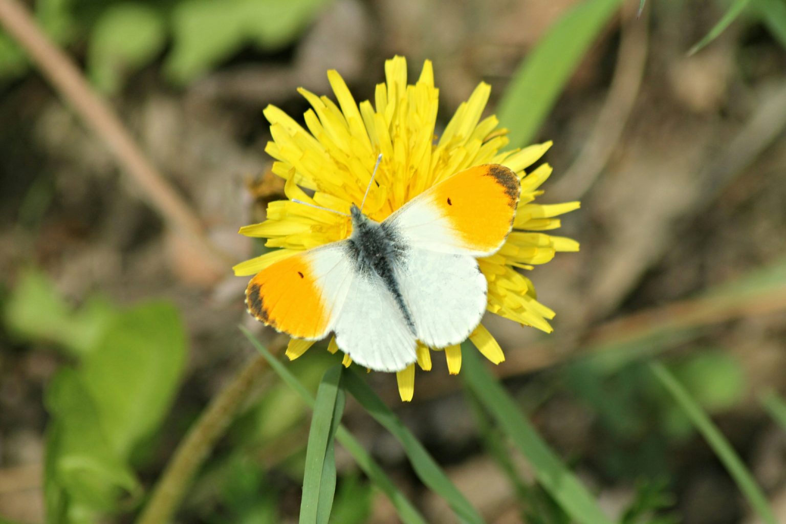 Valokuvaaja: Miia Pesu