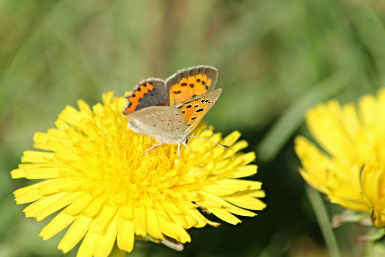 Valokuvaaja: Miia Pesu