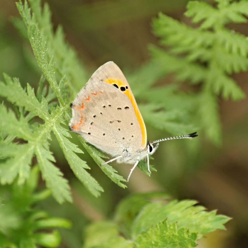 Valokuvaaja: Miia Pesu