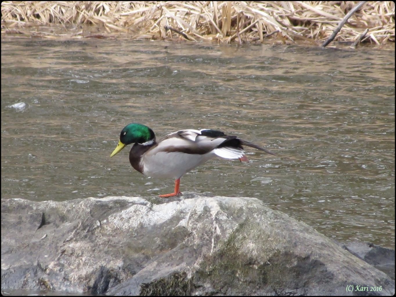 Valokuvaaja: Kari Saarinen