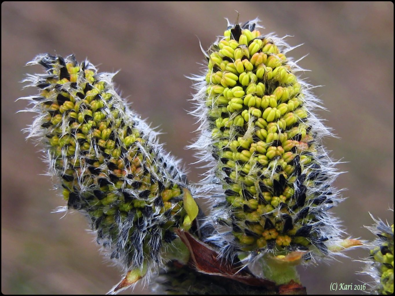 Valokuvaaja: Kari Saarinen