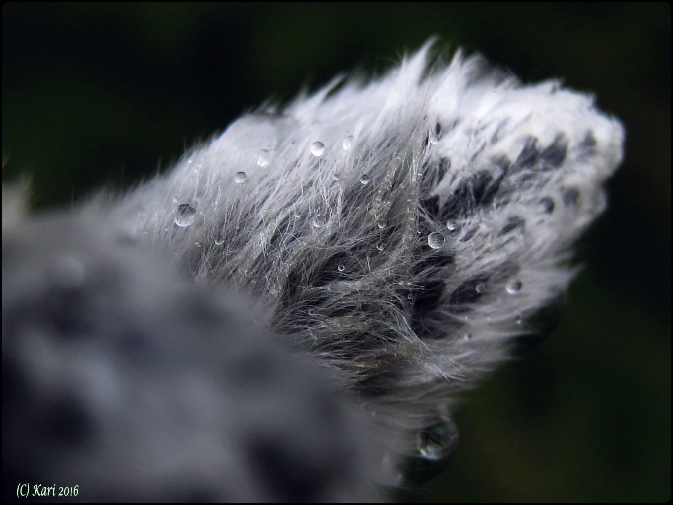 Valokuvaaja: Kari Saarinen Valokuvaaja: Kari Saarinen