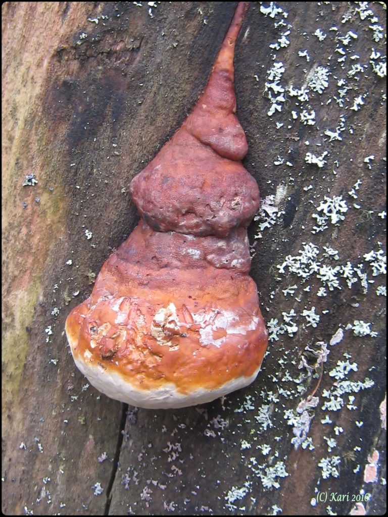 Valokuvaaja: Kari Saarinen