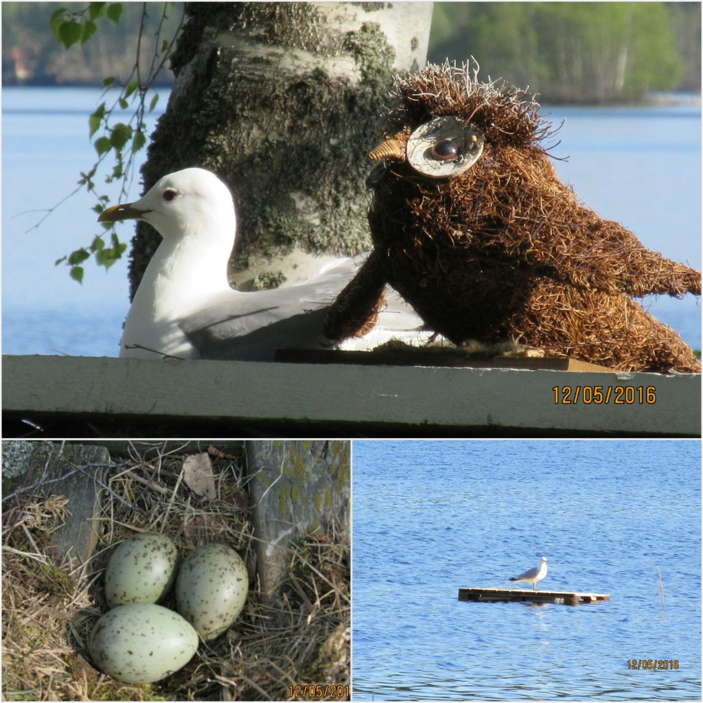 Valokuvaaja: Tuula Makkonen