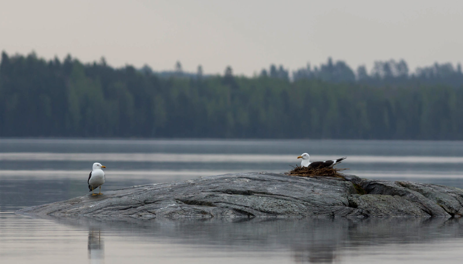 Valokuvaaja: Irma Kortekallio