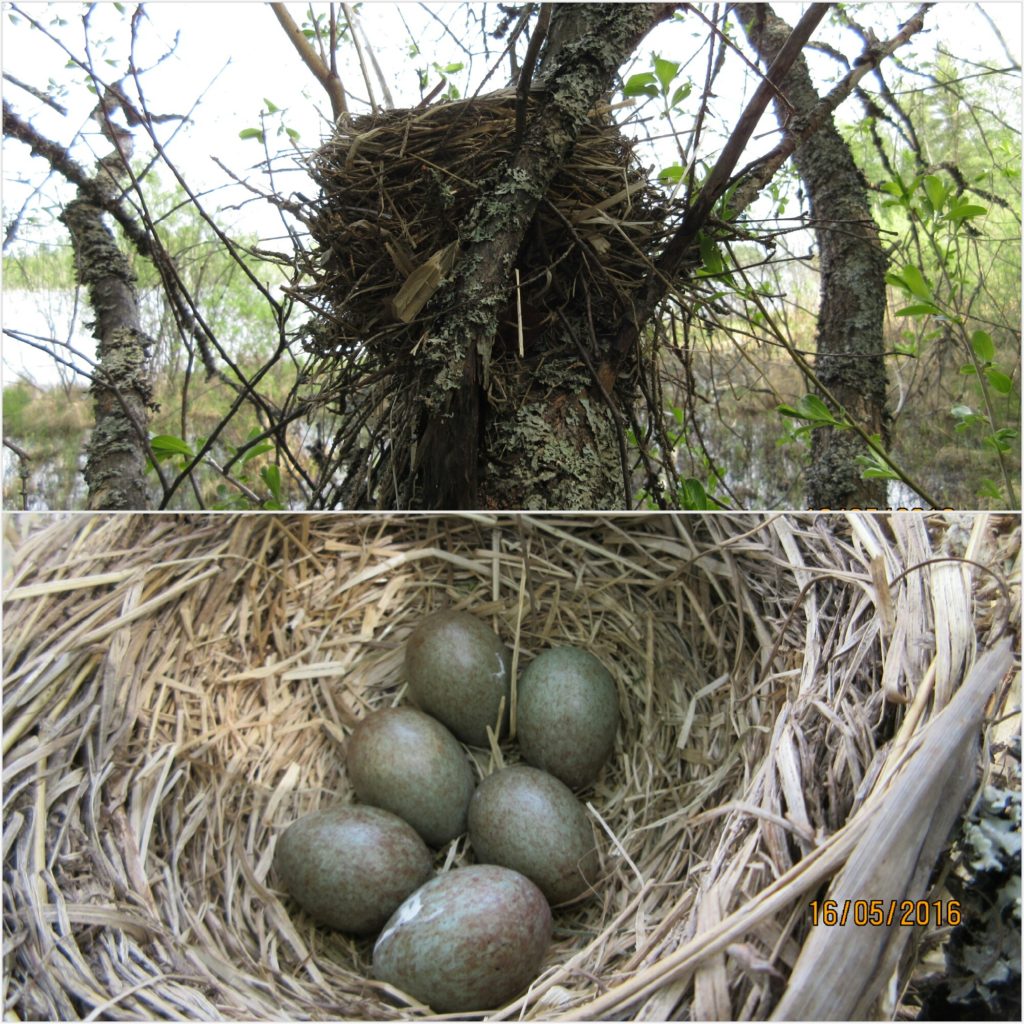 Valokuvaaja: Tuula Makkonen