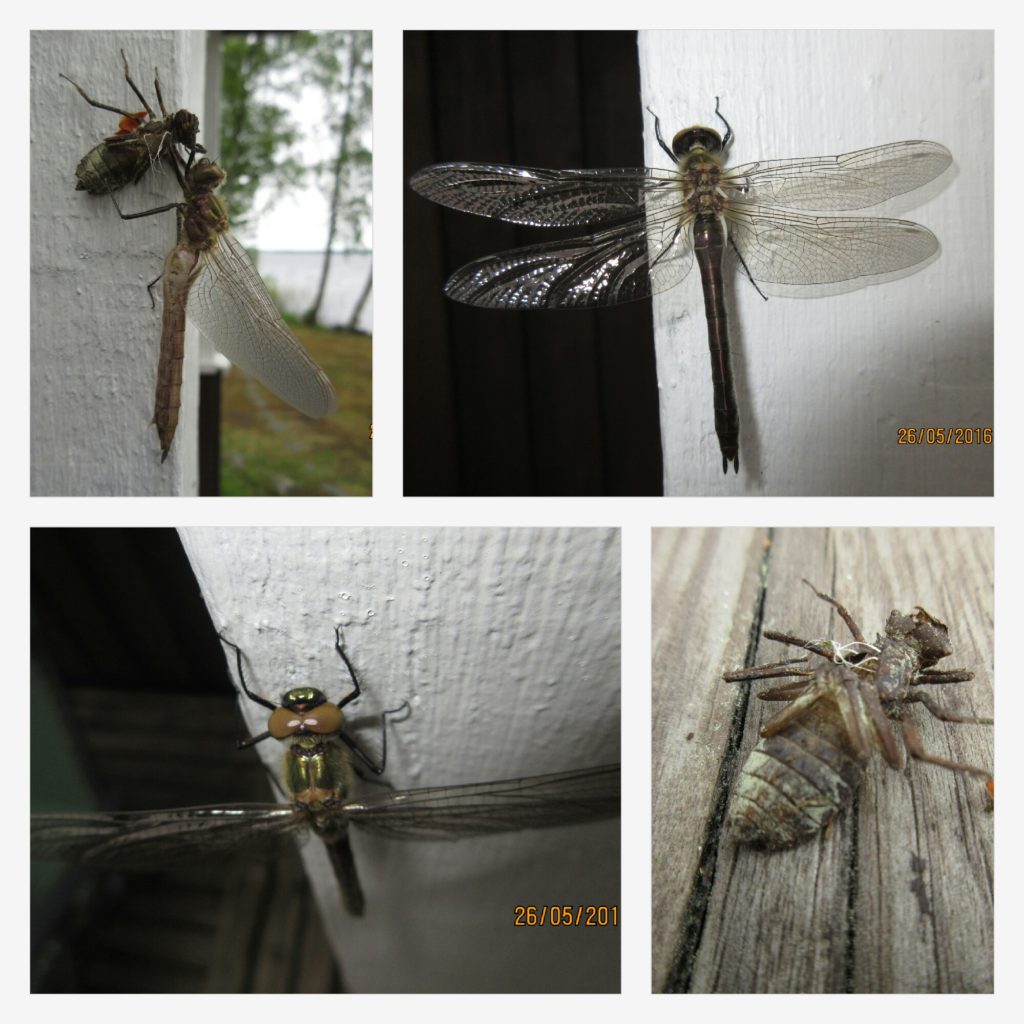 Valokuvaaja: Tuula Makkonen