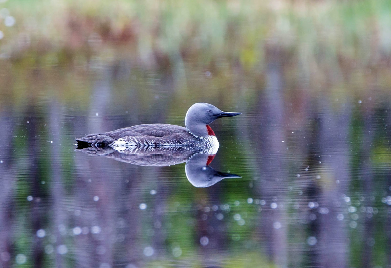 Valokuvaaja: Irma Kortekallio Valokuvaaja: Irma Kortekallio
