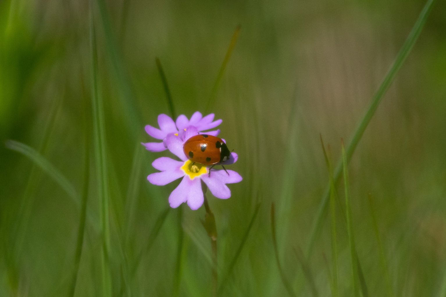 Valokuvaaja: Terho Männistö Valokuvaaja: Terho Männistö