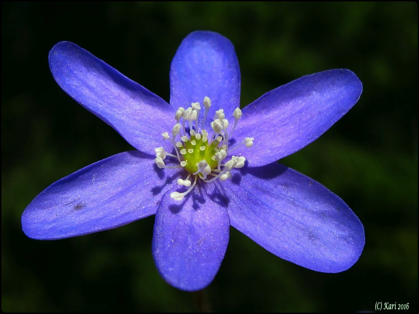 Valokuvaaja: Kari Saarinen