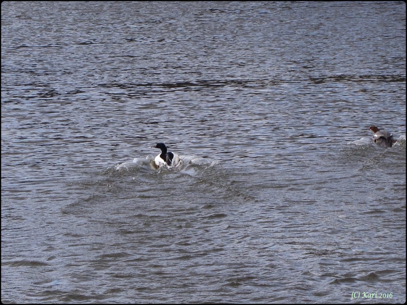 Valokuvaaja: Kari Saarinen