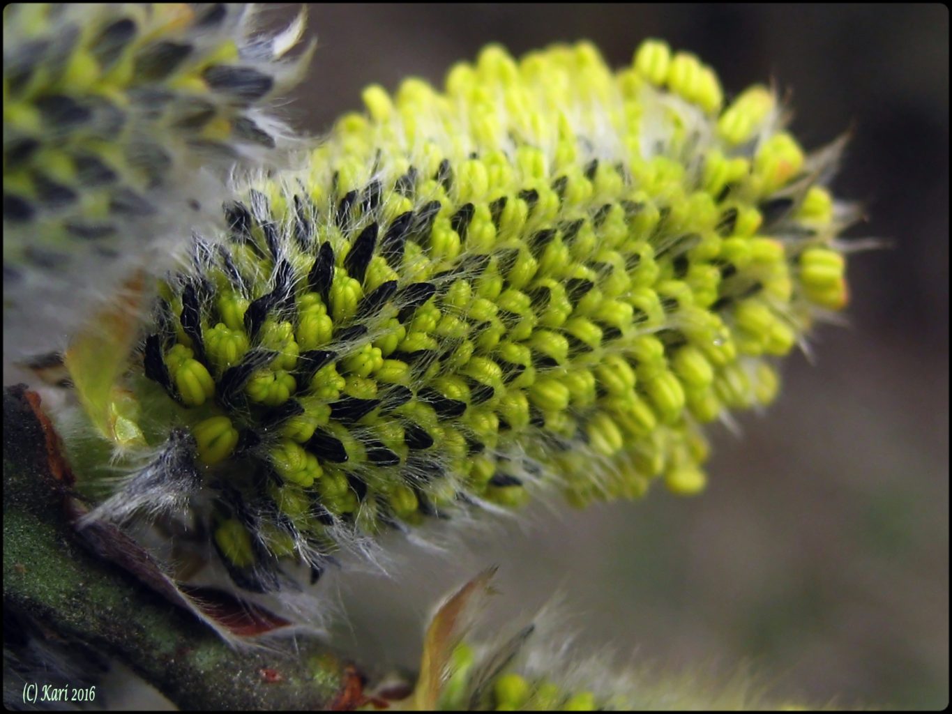Valokuvaaja: Kari Saarinen