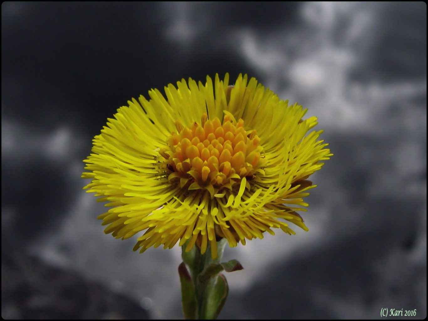 Valokuvaaja: Kari Saarinen