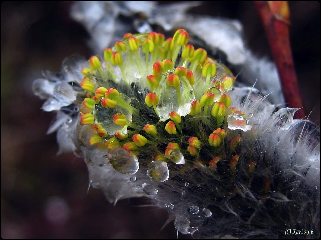 Valokuvaaja: Kari Saarinen