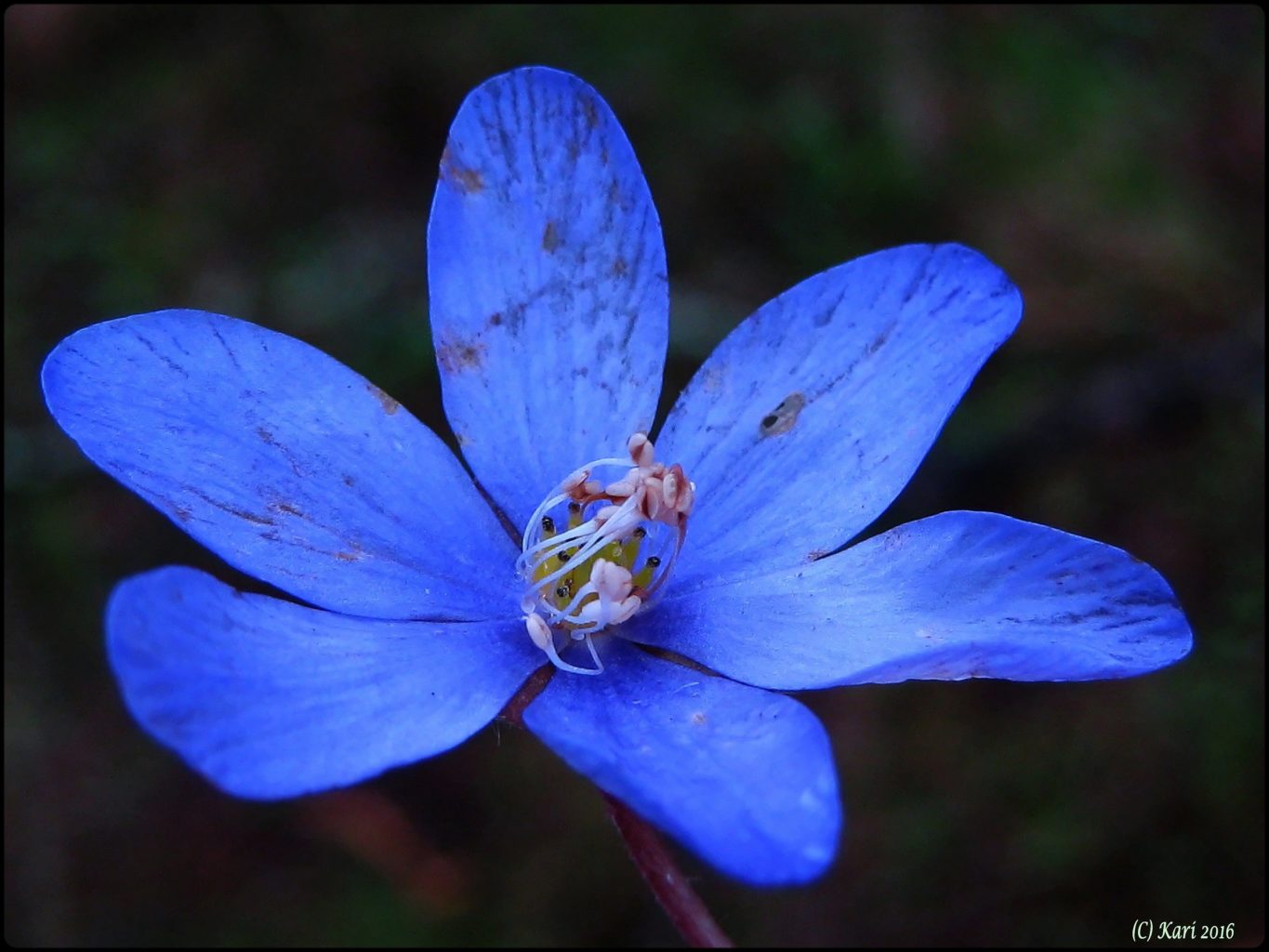 Valokuvaaja: Kari Saarinen