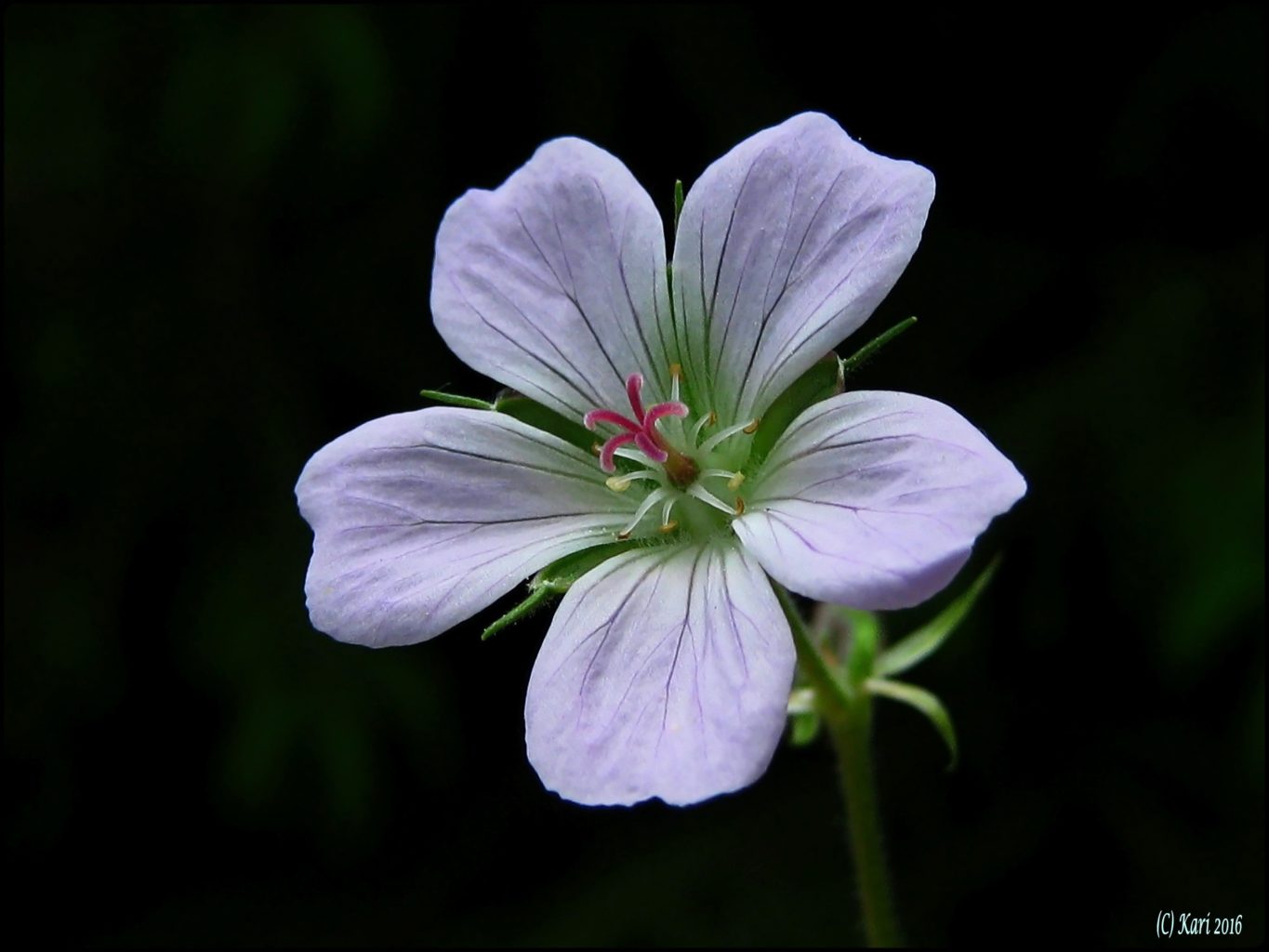 Valokuvaaja: Kari Saarinen Valokuvaaja: Kari Saarinen