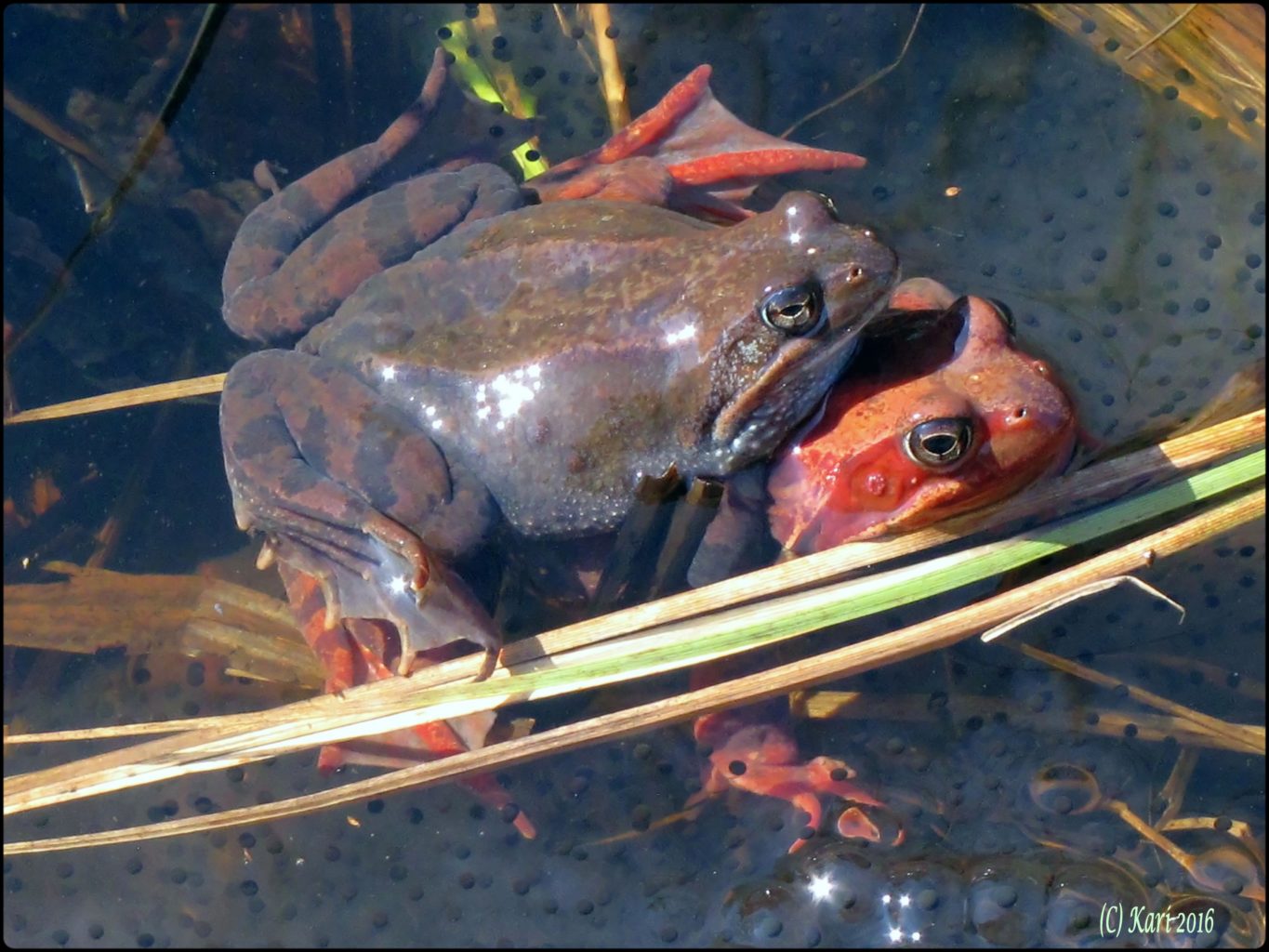 Valokuvaaja: Kari Saarinen Valokuvaaja: Kari Saarinen