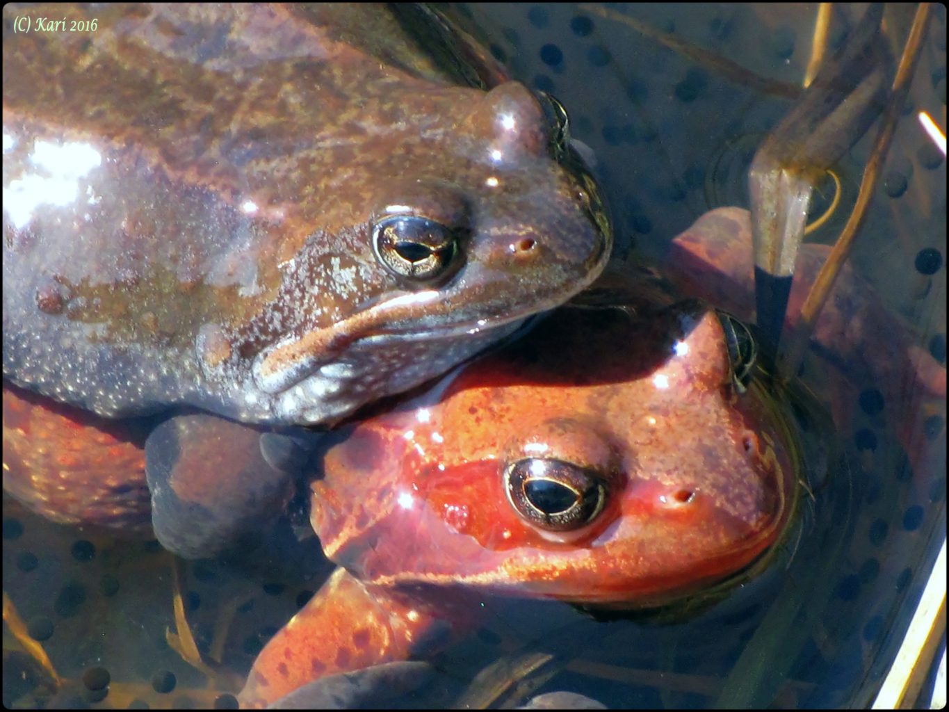 Valokuvaaja: Kari Saarinen