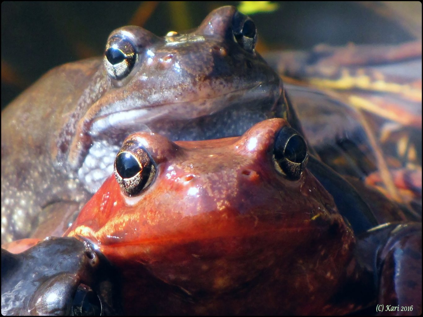 Valokuvaaja: Kari Saarinen