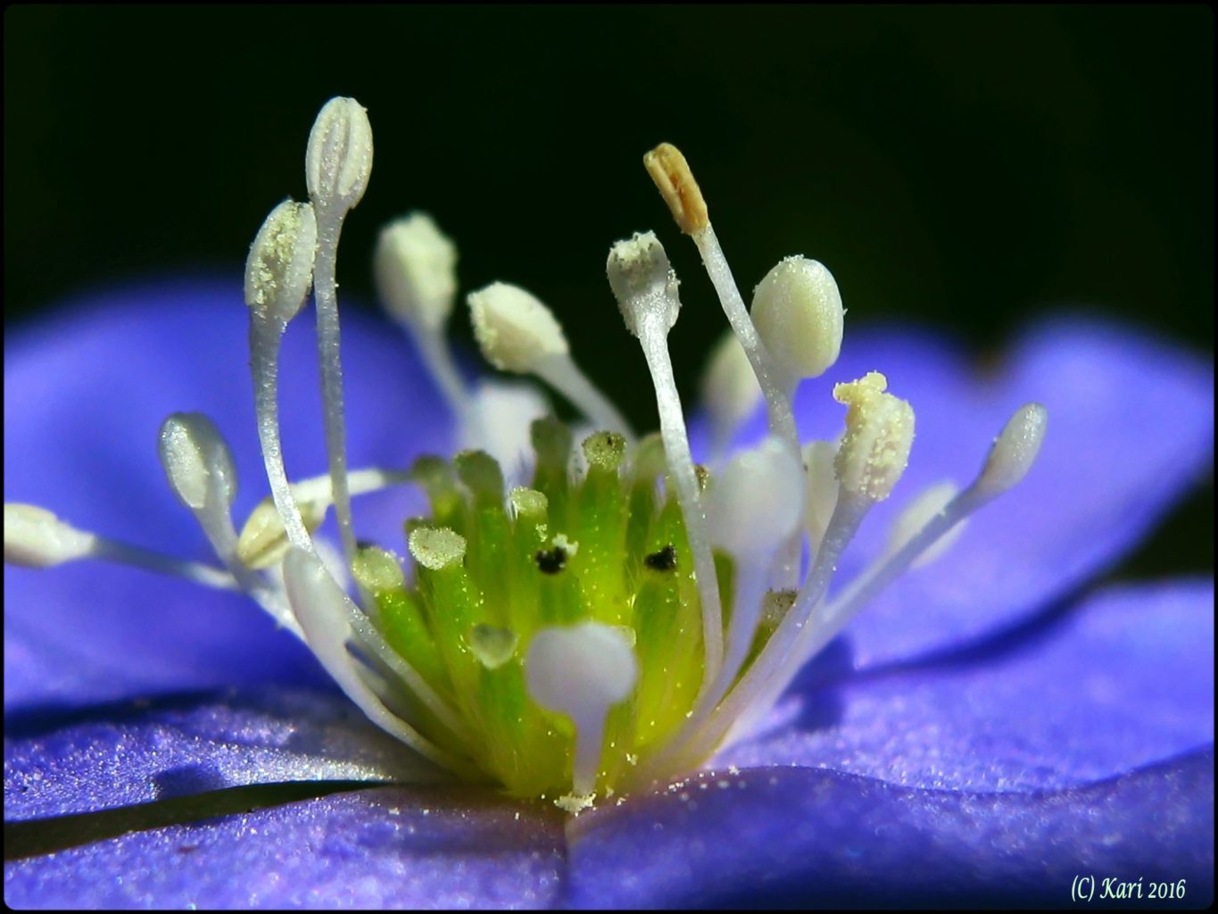 Valokuvaaja: Kari Saarinen