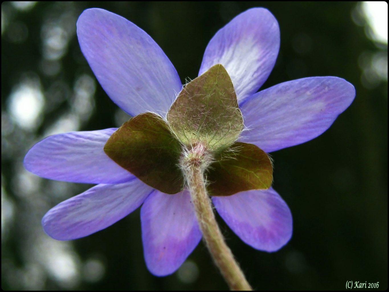 Valokuvaaja: Kari Saarinen