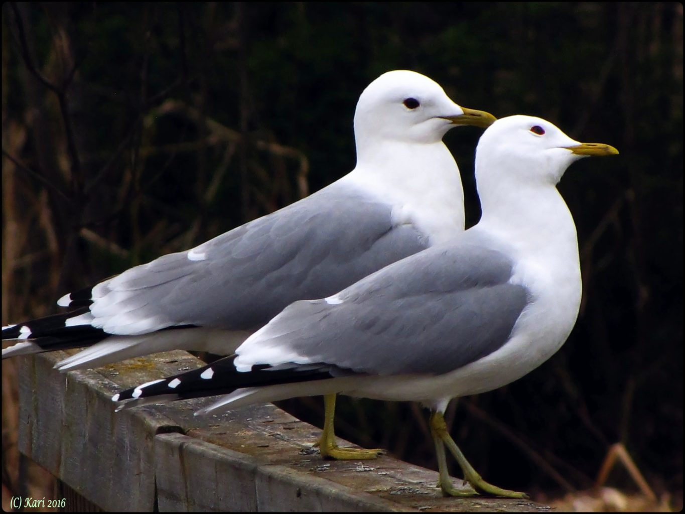 Valokuvaaja: Kari Saarinen