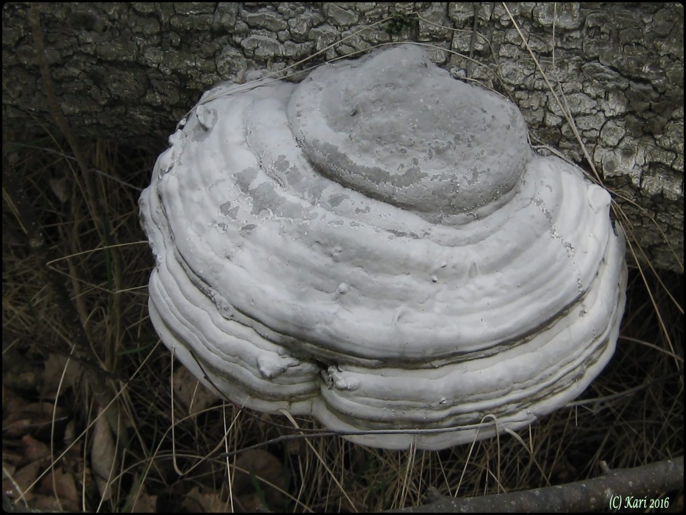 Valokuvaaja: Kari Saarinen