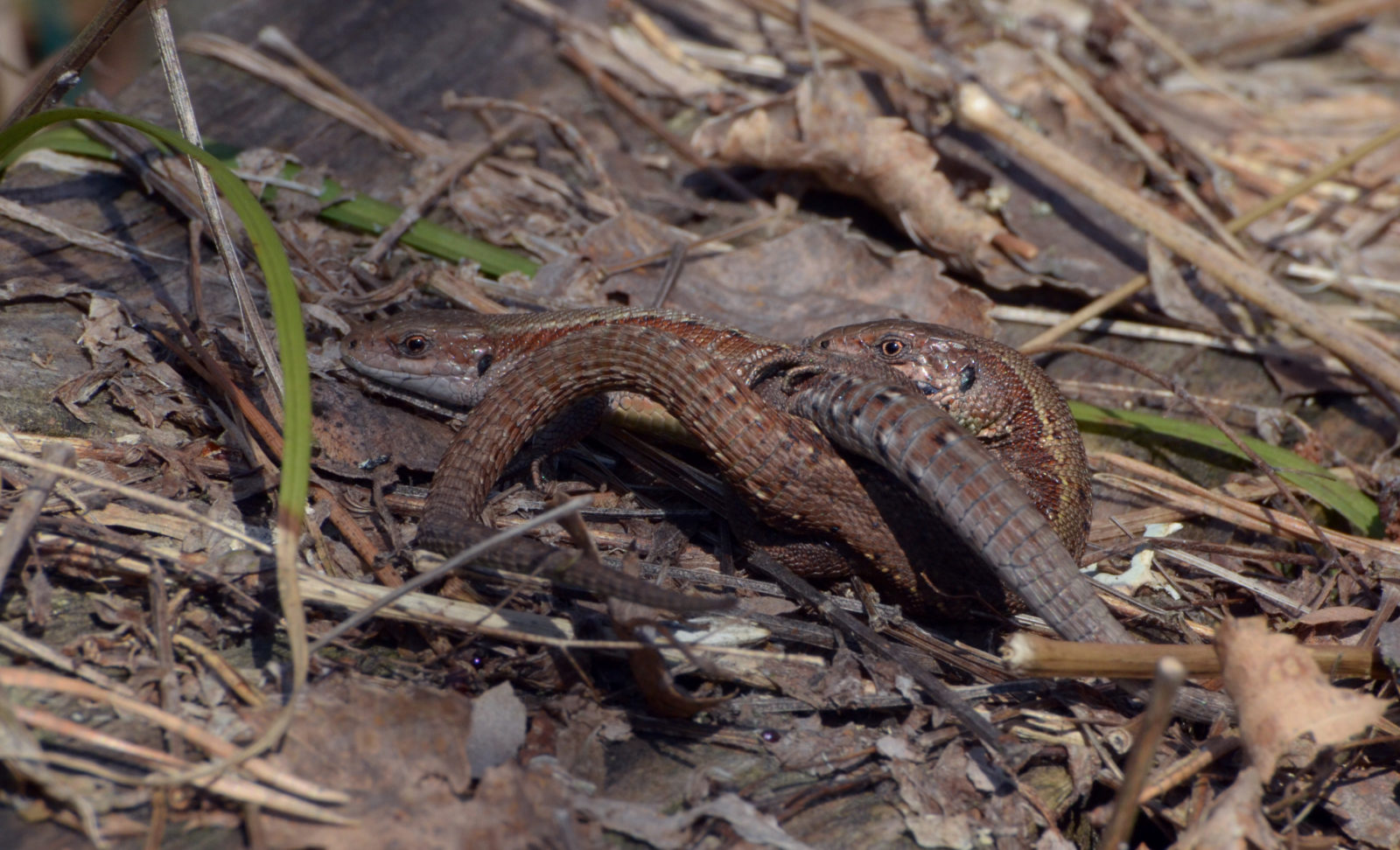 Valokuvaaja: Joni Sundström