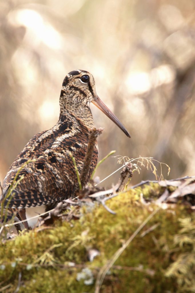 Valokuvaaja: Anne Moilanen