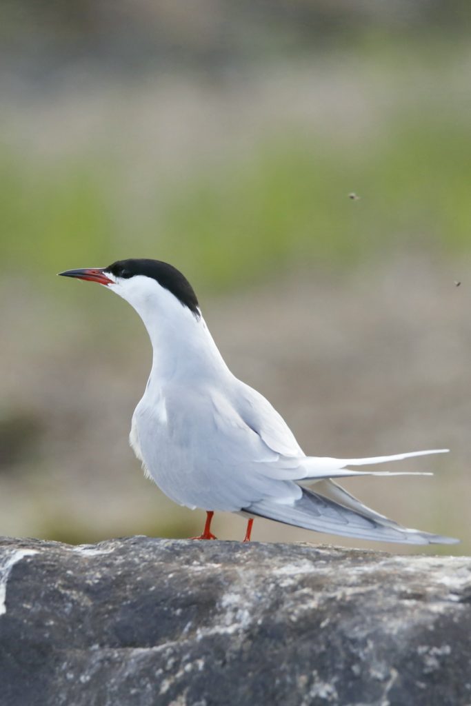 Valokuvaaja: Anne Moilanen