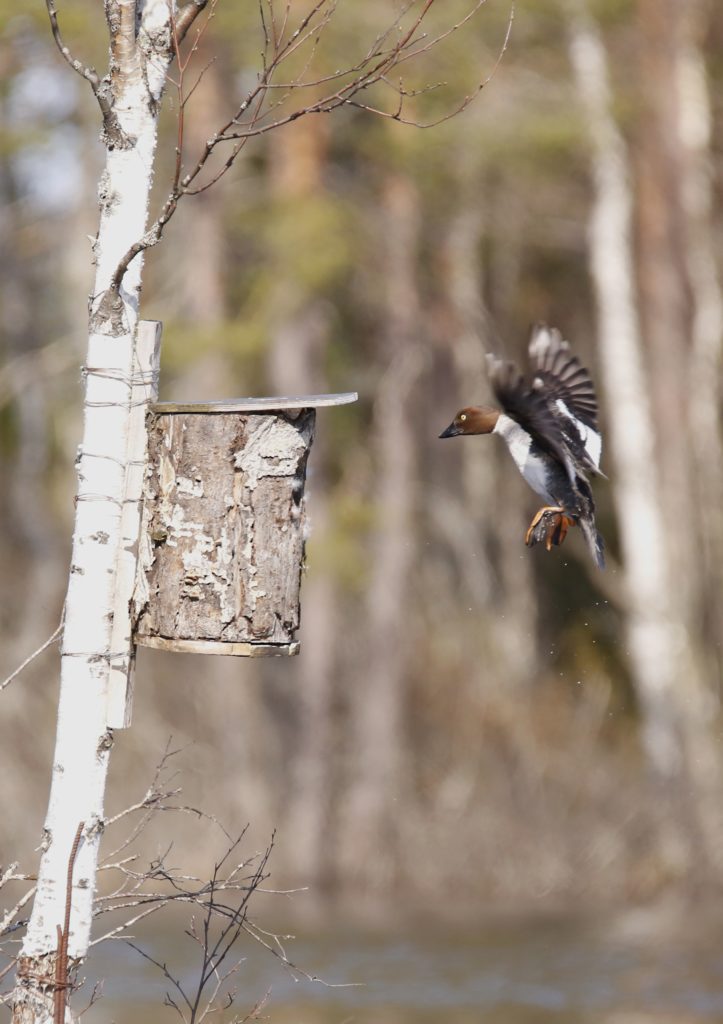 Valokuvaaja: Anne Moilanen