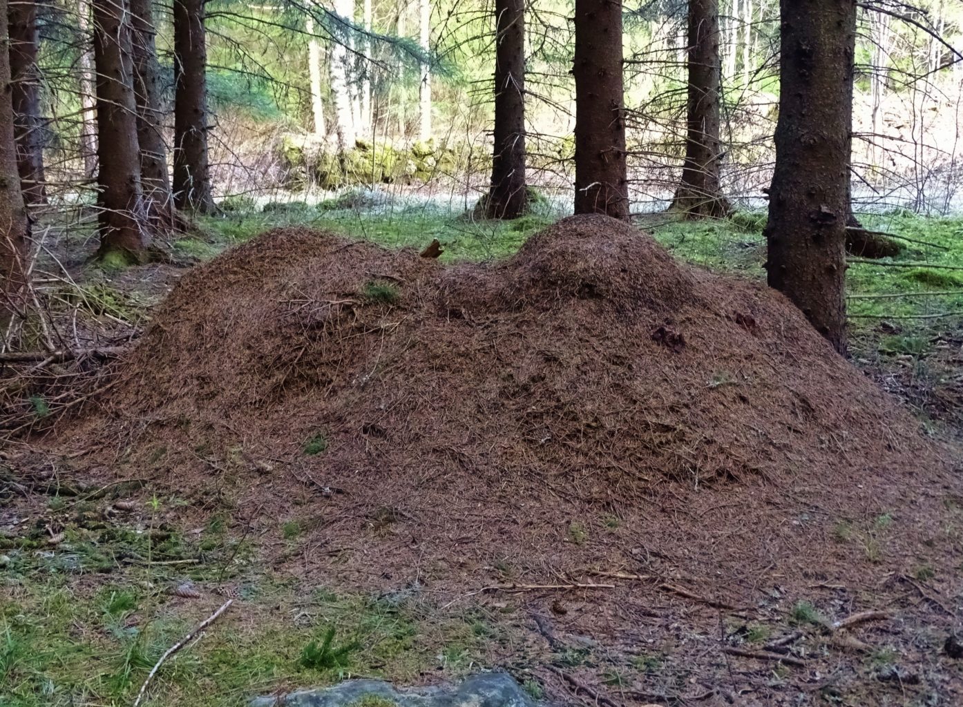 Valokuvaaja: Aune Viik