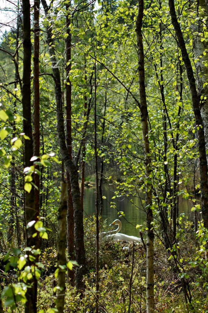 Valokuvaaja: Maarit Siitonen