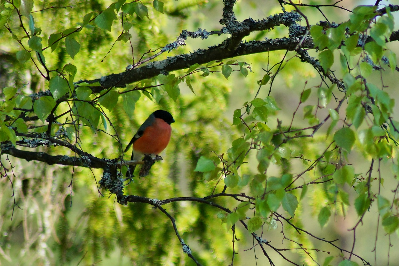 Valokuvaaja: Maarit Siitonen Valokuvaaja: Maarit Siitonen