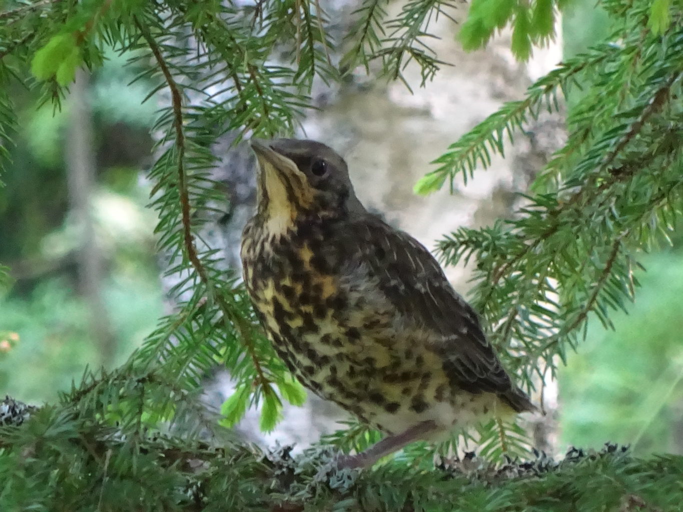 Valokuvaaja: Anja Mustamaa