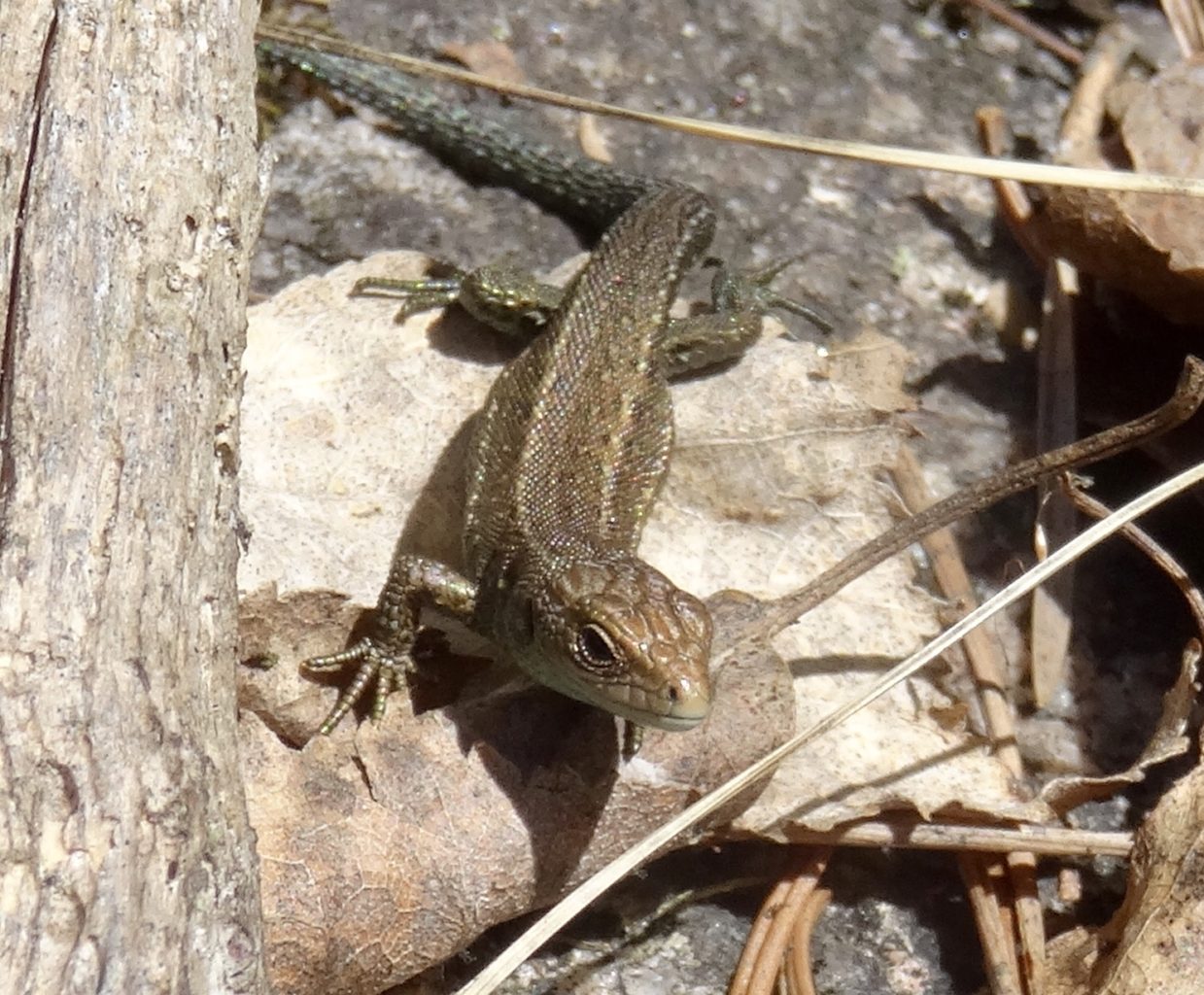 Valokuvaaja: Liisa Niiva-Korpela Valokuvaaja: Liisa Niiva-Korpela