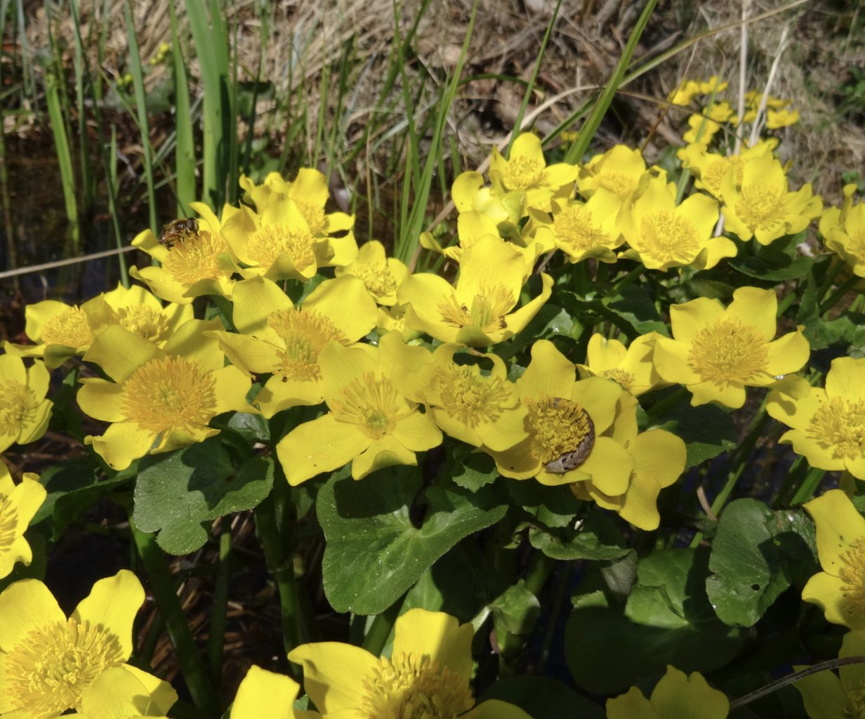 Valokuvaaja: Liisa Niiva-Korpela