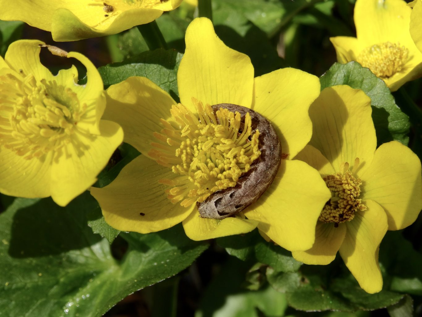 Valokuvaaja: Liisa Niiva-Korpela