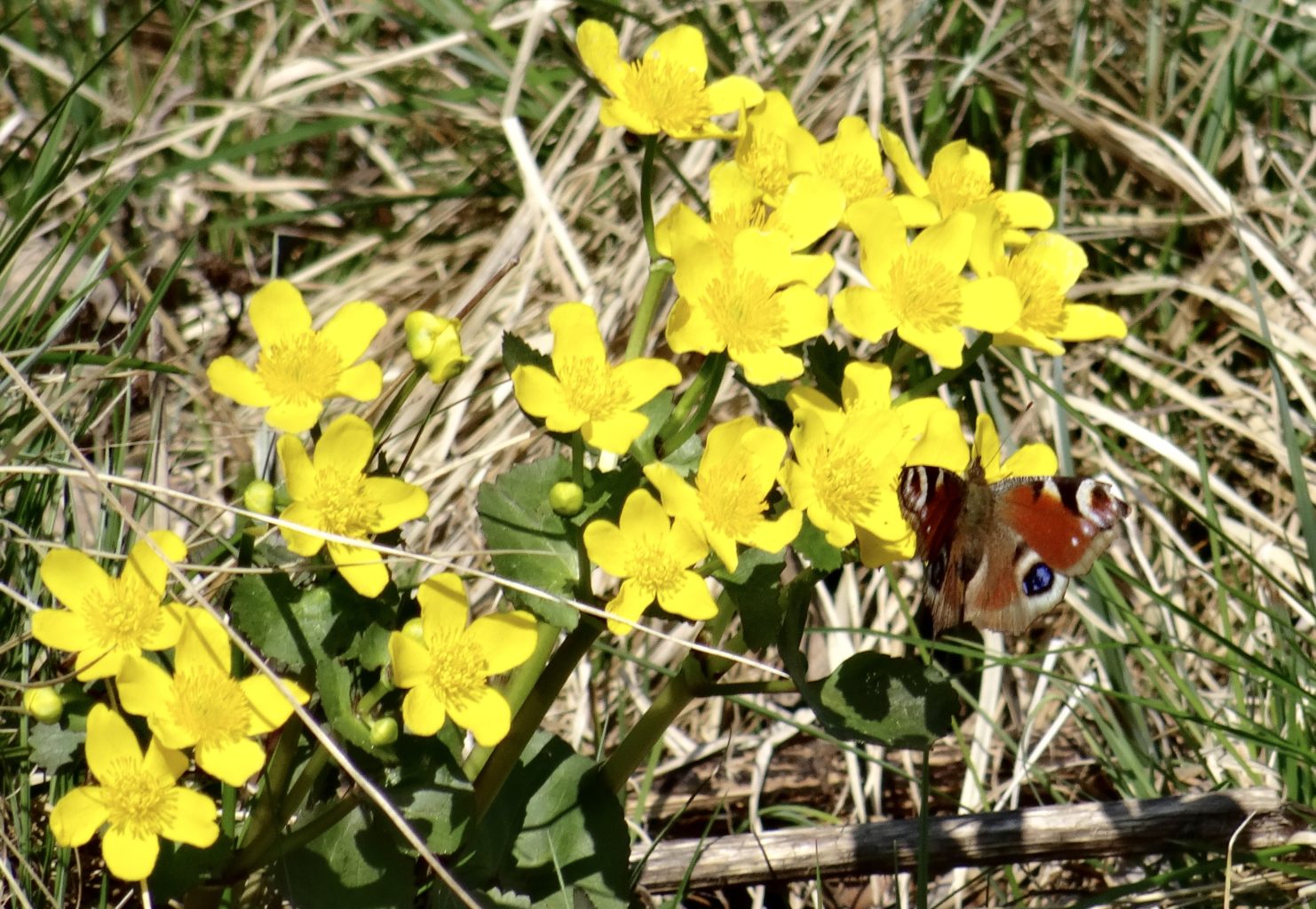 Valokuvaaja: Liisa Niiva-Korpela