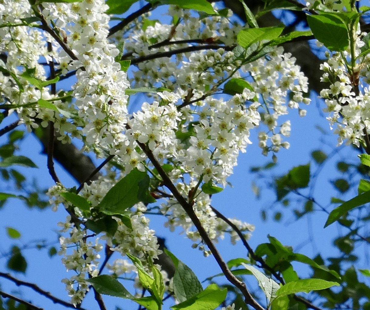 Valokuvaaja: Liisa Niiva-Korpela