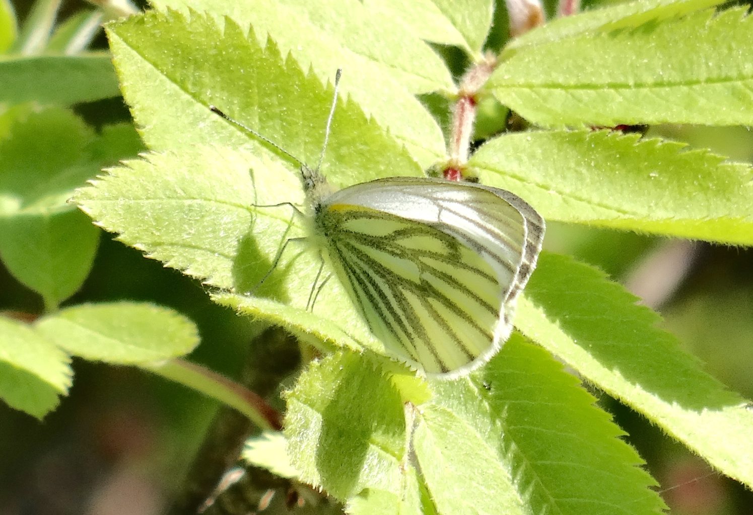 Valokuvaaja: Liisa Niiva-Korpela
